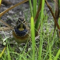 Gorgebleue à miroir - Luscinia svecica - Bluethroat