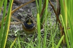 Gorgebleue à miroir - Luscinia svecica - Bluethroat