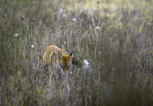 Renard roux, Vulpes vulpes, Goupil, Red fox