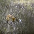 Renard roux, Vulpes vulpes, Goupil, Red fox