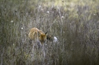 Renard roux, Vulpes vulpes, Goupil, Red fox