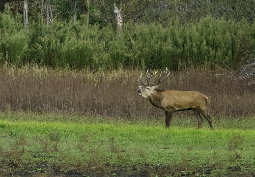 Brame du cerf