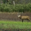 Brame du cerf