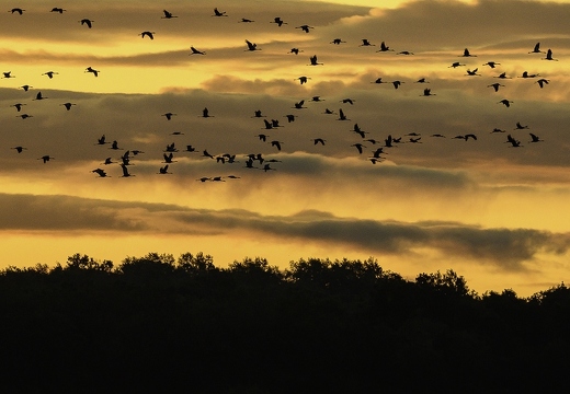 Grue cendrée, Grus grus, Common Crane