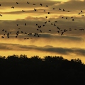 Grue cendrée, Grus grus, Common Crane