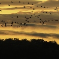 Grue cendrée, Grus grus, Common Crane