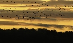 Grue cendrée, Grus grus, Common Crane