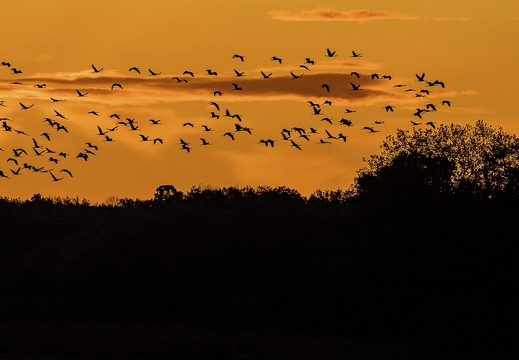 Grue cendrée, Grus grus, Common Crane