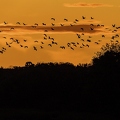 Grue cendrée, Grus grus, Common Crane