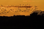 Grue cendrée, Grus grus, Common Crane