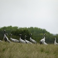 Grue cendrée, Grus grus, Common Crane