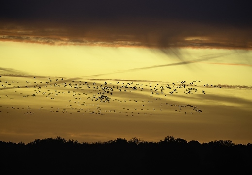 Grue cendrée, Grus grus, Common Crane