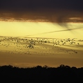 Grue cendrée, Grus grus, Common Crane