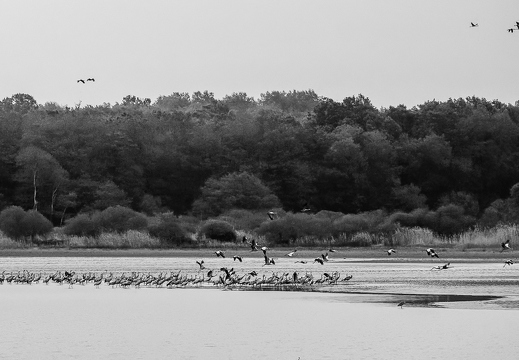 Grue cendrée, Grus grus, Common Crane