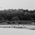 Grue cendrée, Grus grus, Common Crane