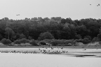 Grue cendrée, Grus grus, Common Crane