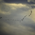 Grue cendrée, Grus grus, Common Crane