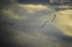 Grue cendrée, Grus grus, Common Crane