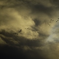 Grue cendrée, Grus grus, Common Crane