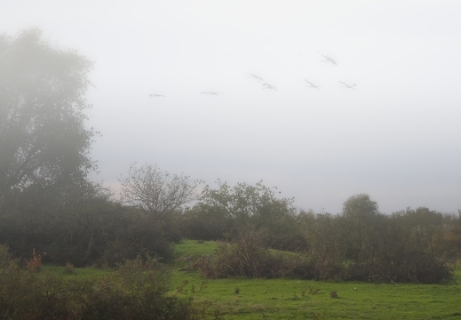 Grue cendrée, Grus grus, Common Crane