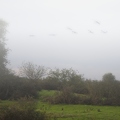 Grue cendrée, Grus grus, Common Crane