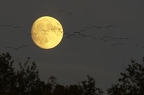 Grue cendrée, Grus grus, Common Crane