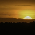 Grue cendrée, Grus grus, Common Crane