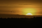 Grue cendrée, Grus grus, Common Crane