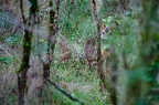 Chevreuil, Capreolus capreolus, European Roe Deer