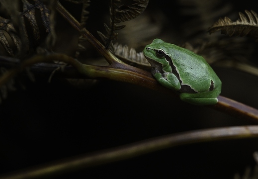 Les amphibiens - عرض جميع صور هذا الألبوم Les amphibiens