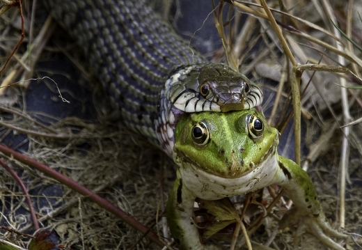 Couleuvre à collier, Natrix natrix