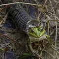 Couleuvre à collier, Natrix natrix