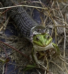 Couleuvre à collier, Natrix natrix