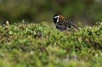 Bruant lapon mâle ou Plectrophane lapon, Calcarius lapponicus, Lapland Longspur