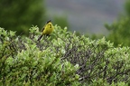 Bergeronnette printanière, Motacilla flava, Western Yellow Wagtail