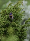 Gorgebleue à miroir, Luscinia svecica, Bluethroat