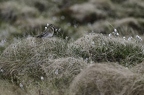 Bécassine des marais, Gallinago gallinago, Common Snipe