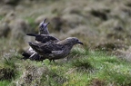 Grand Labbe, Stercorarius skua, Great Skua