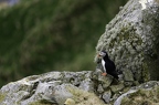 Macareux moine, Fratercula arctica, Atlantic Puffin