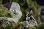 Macareux moine, Fratercula arctica, Atlantic Puffin