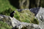 Macareux moine, Fratercula arctica, Atlantic Puffin