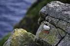 Macareux moine, Fratercula arctica, Atlantic Puffin