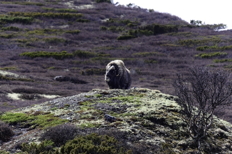 bœuf musqué, Ovibos moschatus _DSC8241-NEF_DxO_DeepPRIMEXD.jpg