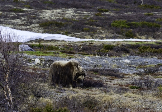 bœuf musqué, Ovibos moschatus 