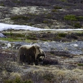 bœuf musqué, Ovibos moschatus 