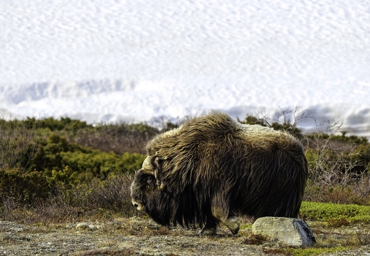 bœuf musqué, Ovibos moschatus 