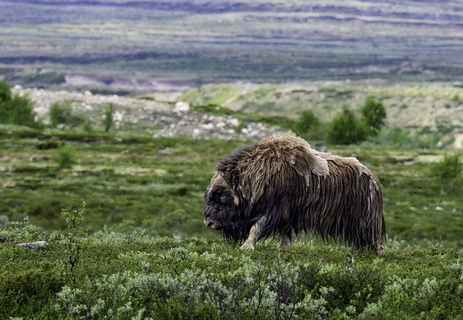 bœuf musqué, Ovibos moschatus 