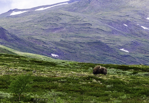 bœuf musqué, Ovibos moschatus 