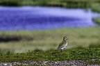 Pluvier doré, Pluvialis apricaria, European Golden Plover