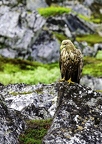 Pygargue à queue blanche, Haliaeetus albicilla, White-tailed Eagle